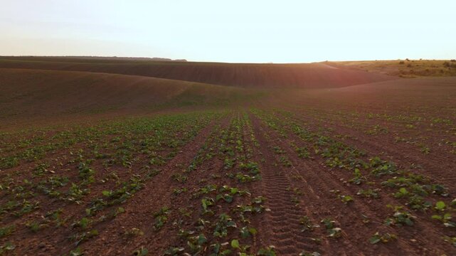 Drone flying over a growing green vegetable crop on a vast farm at sunset, revealing rolling hills on the horizon