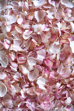 Rustic flatlay of natural garlic skins in pink and white tones &ndash; perfect food background texture.