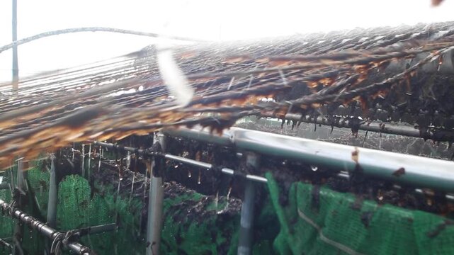 Seaweed harvesting and traditional processing in Korea	
