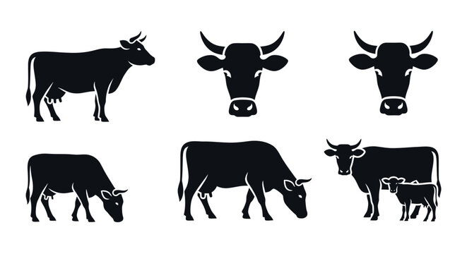 Set of black cow silhouettes and cattle vector illustrations showcasing various poses including standing, grazing, and frontal views, ideal for farm, dairy, and beef industry designs