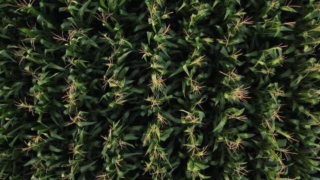 Aerial drone flying over a large green cornfield revealing its rich texture and endless rows of maize plants
