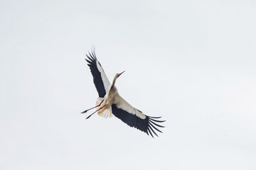 Wild Alsatian white stork soaring through a bright overcast sky during late spring day in countryside village of Alsace, symbol of Spring migratory and urban breeding bird season in France © NIIIMAGE