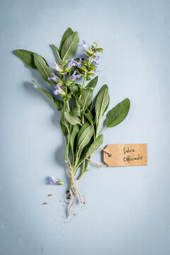 Bunch of  'Salvia officinalis'.