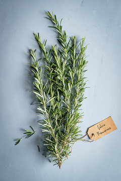 Bunch of  'Salvia rosmarinus'.