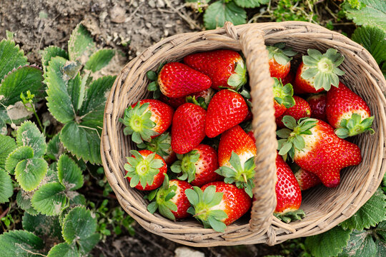 Basket of strawberries.