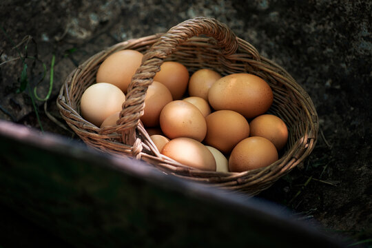 Fresh farm eggs in wicker basket