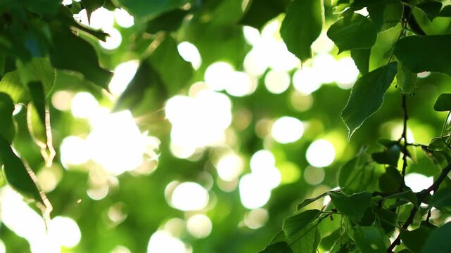 Linden green leaves on tree branch in park swaying on wind with sunlight sparkling through foliage, summer or spring nature sunshine background