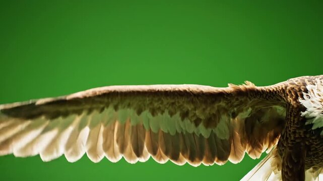 Bird in Flight Collage
