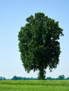 campagna