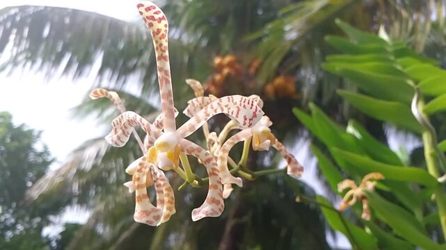 Slow motion shot of exotic brown and yellow twisted orchid flower swaying gently in the wind.