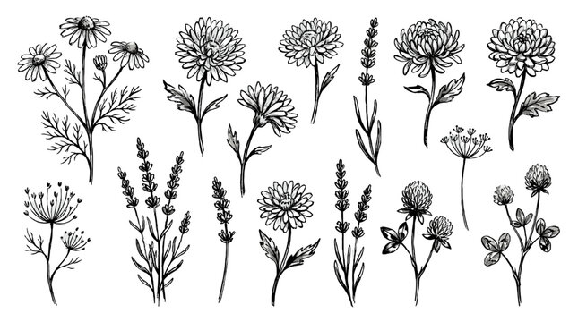 Hand drawn meadow flower set with botanical ink line art