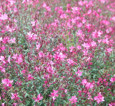Gaura lindheimeri, with pink flowers, ornamental summer plant