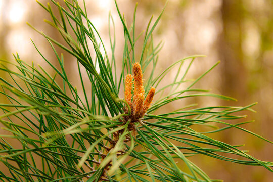 Close up of young pine tree branch with soft forest bokeh