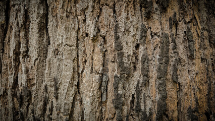 Fototapeta premium Close‑Up of Rough Tree Bark with Vertical Ridges and Grooves