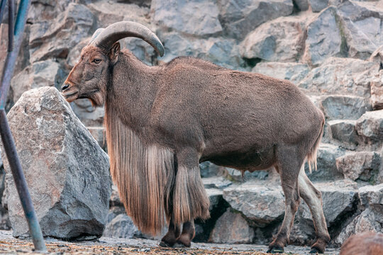 Barbary sheep aoudad standing in profile on rocky terrain, showing its long horns and distinctive beard