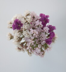 Fototapeta premium Limonium, sea-lavender, statice, caspia or marsh-rosemary, is a genus of about 600 flowering plant species