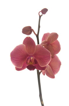 Blooming moth orchids, Species of Phalaenopsis, beautiful ornamental plant, on white background