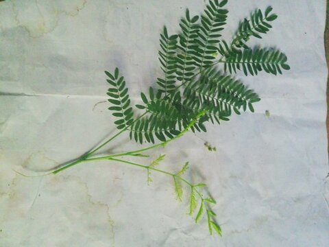 Leucaena leucocephala branch with feathery bipinnate leaves and young shoots isolated on a white background.