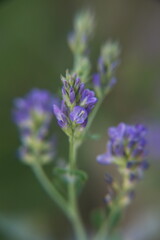 Obraz premium Medicágo satíva in bloom, Alfalfa, also called lucerne, is a perennial flowering plant in the legume family Fabaceae.