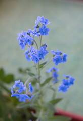 Fototapeta premium Cynoglossum amabile - Chinese forget-me-not, ornamental plant with blue flowers