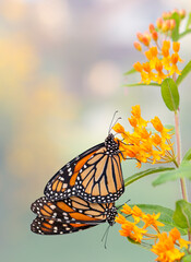 A pair of monarch butterflies ( Danaus plexippus) mating, while the male butterfly feeds on the nectar of a milkweed flower (asclepias tuberosa) © Corry Anne