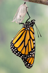 Macro of a newly emerged monarch butterfly / danaus plexippus hanging from its chrysalis, drying its wings © Corry Anne