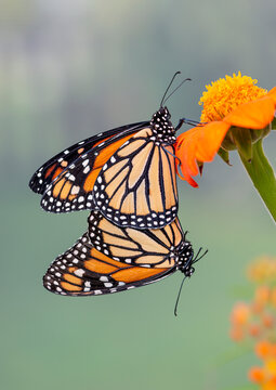 Mating monarch butterflies (danaus plexippus). Side view while paired on an orange tithonia flower.
