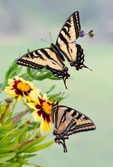 Macro of a two western tiger swallowtail butterflies (Papilio rutulus). Side view and top view. © Corry Anne