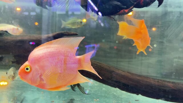 beautiful ornamental aquarium Blood Parrot Cichlids fish swimming in the fish tank under blue light