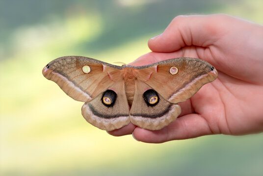 Macro of a female polyphemus moth (antheraea polyphemus) - wings open