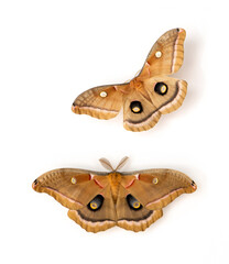 Macro of a male and female  polyphemus moth (antheraea polyphemus) - wings open on a white background. © Corry Anne