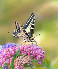 Fototapeta premium Macro of an Oregon Swallowtail (papilio bairdii oregonius) butterfly feeding on colorful milkweed (asclepias incarnata) flowers.
