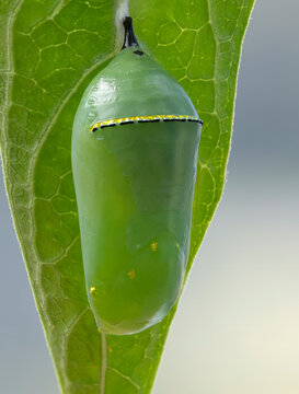 Macro of a green monarch butterfly (danaus plexippus) chrysalis hanging from a milkweed (asclepias) leaf.
