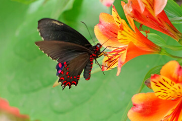 Superbe papillon attirée par le nectar de la fleur © helenedevun