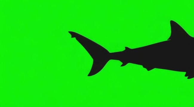 Silhouette Video of a megalodon shark are swimming on the meddle of the screen in green screen background
