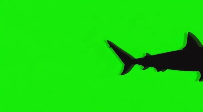 Silhouette Video of a shark fish are swimming on the meddle of the screen in green screen background