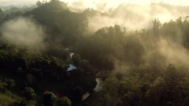 Capturing Misty Forest Dawn Lighting Overhead Scene in Quiet Nature Setting