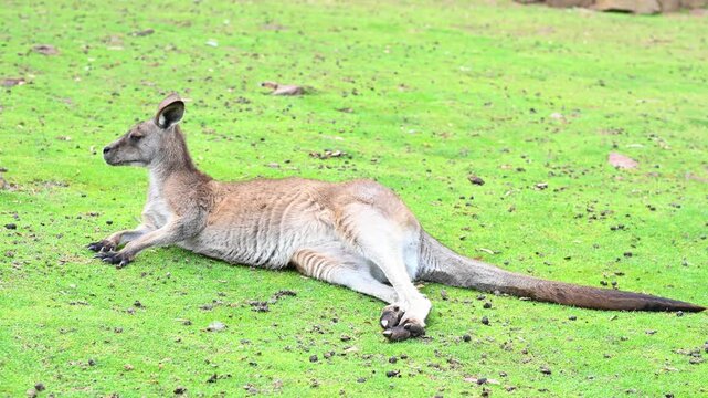 Resting kangaroos on a green field in Australia outside