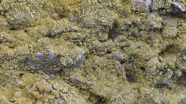 Close-up of an old rustic stone wall covered in bright yellow lichens and green moss, swaying slightly with tiny natural movements in daylight