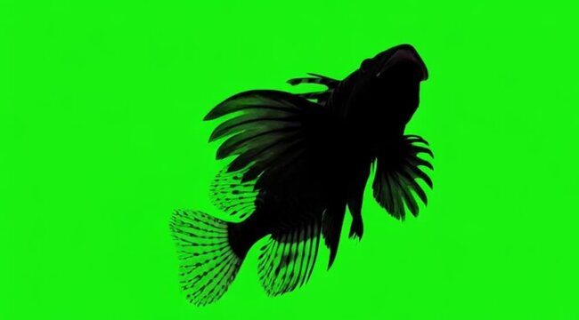 Silhouette Video of a Lionfish are swimming on the meddle of the screen in green screen background