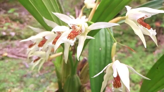Close up of Coelogyne orchid flowers with white petals and orange details in nature