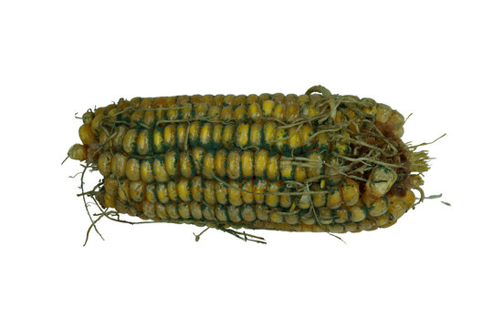 Rotten corn ear with extensive blue mold and green roots on png background file.