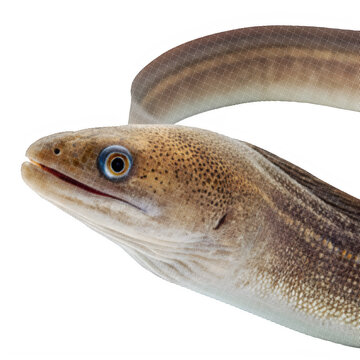 halftone European eel fish portrait with detailed skin texture on transparent background