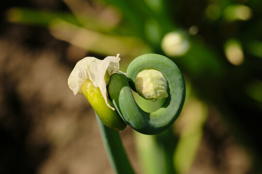 Macro shot of a curled green onion scape with a white flower bud sheath