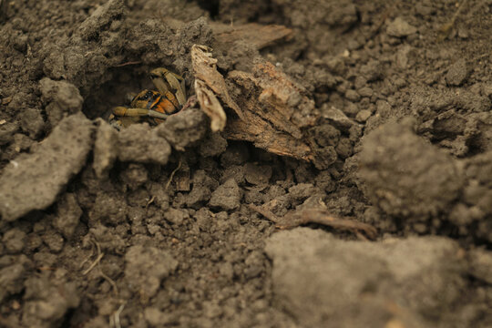 Close-up of a hairy ground spider looking out from its subterranean nest