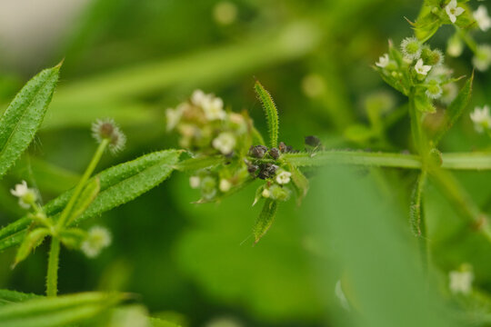 Macro shot of black bean aphids infecting a wild herbaceous plant in the garden