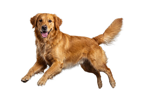 Dynamic Golden Retriever dog with a vibrant golden coat, captured mid-action while happily running or jumping forward.
