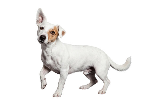 Adorable Jack Russell Terrier puppy with curious expression, one ear up and paw raised, a lively and cute pet.