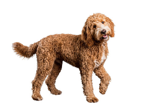 Energetic Goldendoodle dog with curly fur, open mouth, and raised paw, looking slightly off-camera, very playful.