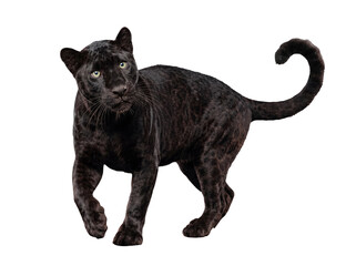 Naklejka premium Sleek black panther, a melanistic variant of the jaguar, walking gracefully, showcasing its dark coat.